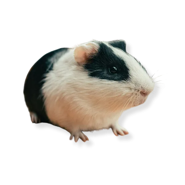Grauzējiem