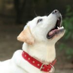 Labradors ar sarkanu kaklsiksnu