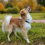 Suns aplaiza purniņu