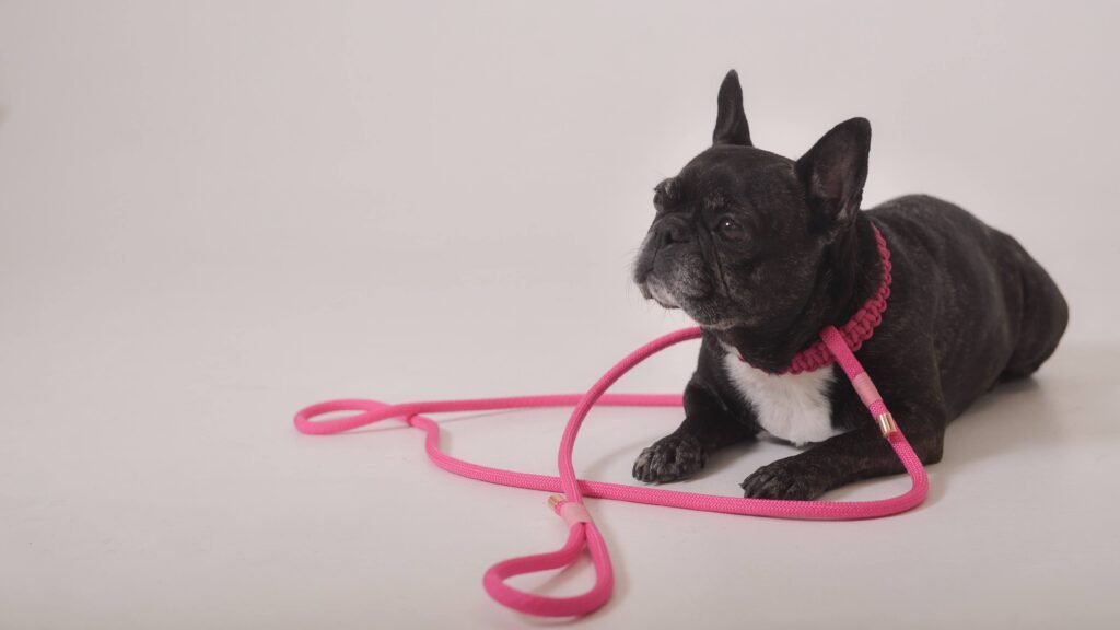 Melns franču buldogs ar rozā pavadu un kaklasiksnu